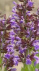 paarse flora
