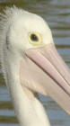 australische pelikaan cu kop